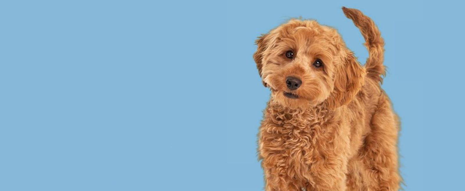 Pets at Home Banner